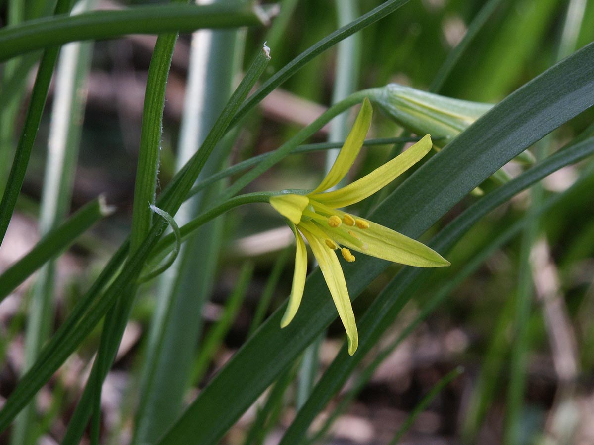 Gagea lutea